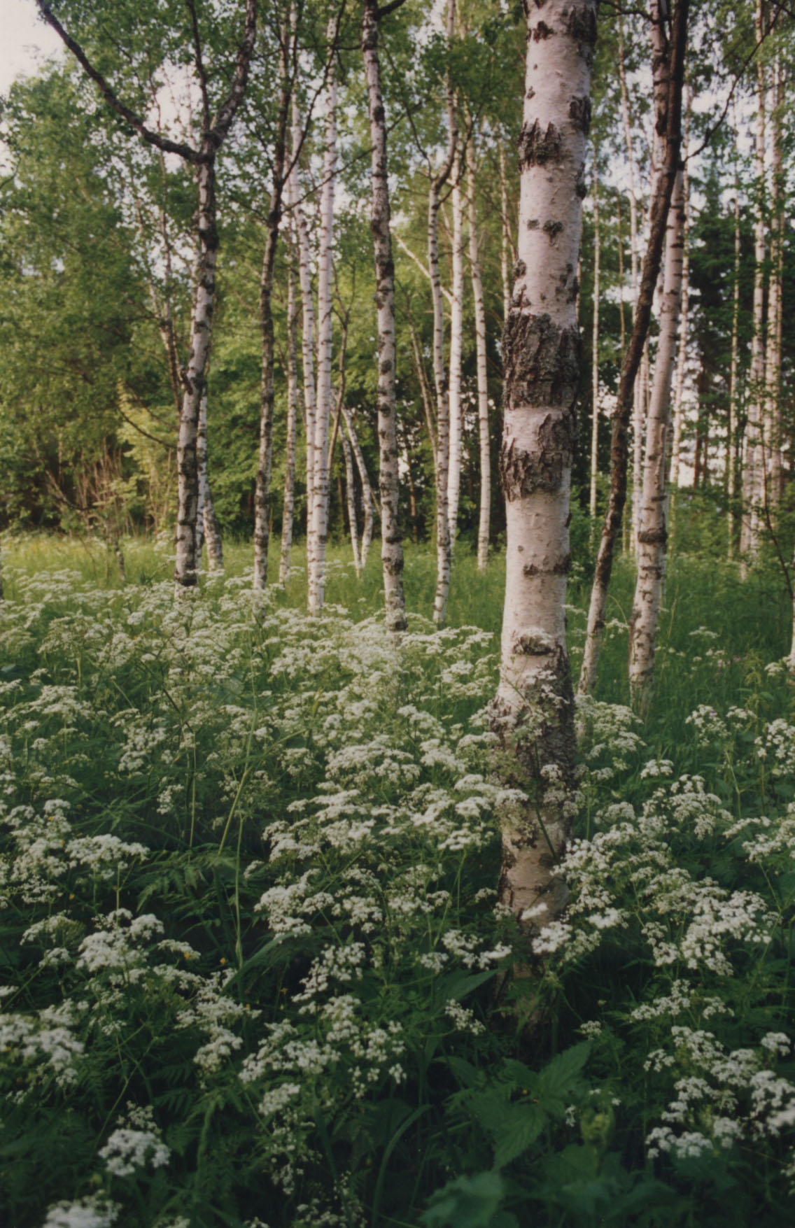 birch.jpeg